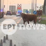 Αίθριος σήμερα ο καιρός με τα θερμόμετρα να δείχνουν μέχρι 25 βαθμούς Κελσίου – Πότε και πού θα βρέξει