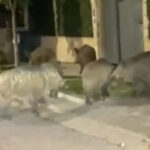 Άγιο Όρος: Νεκρός μοναχός μετά από τροχαίο δυστύχημα – Το όχημά του ανετράπη μετά τη λιτανεία της θαυματουργής εικόνας «Άξιον Έστί»