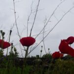 Αρκάς: Η «καλημέρα» με το… παράπονο της Ελληνίδας μάνας