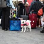 Εύβοια: Άγριο επεισόδιο μεταξύ Ιερέα και αντιδημάρχου στην Ανάσταση – Τι συνέβη;