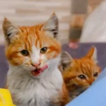 Θεσσαλονίκη: Κινηματογραφικές καταδιώξεις σε 24 ώρες – Συνελήφθησαν δύο οδηγοί