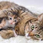 Κώστας Στοφόρος στον ΕΤ: «Τα παιδιά  δεν αγαπούν  την Ιστορία»