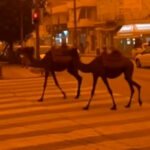 Eurovision: Η Ρουμάνα εκπρόσωπος τραγούδησε το fuego σε ροκ εκδοχή