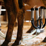 Αγριογούρουνα εθεάθησαν να κάνουν «βόλτα» στην Εκάλη – «Αυξημένη η παρουσία ειδών της άγριας ζωής κοντά στον άνθρωπο»