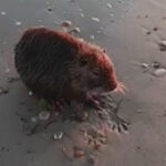 Φωτιά σε εταιρεία ανακύκλωσης στην παλαιά Ε.Ο. Θεσσαλονίκης – Κιλκίς – Μαύρος καπνός κάλυψε την περιοχή