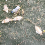 ΕΕ: Εγκρίθηκε το πρώτο συνδυαστικό εμβόλιο γρίπης και COVID-19 της Moderna Newsroom