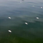 Το κίνημα υπέρ του μη παστεριωμένου γάλακτος είναι επικίνδυνο, αλλά δεν χρειάζονται υπερβολές Newsroom