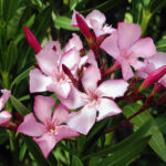 Σαρώνει η αφρικανική σκόνη – Αποπνικτική εικόνα στην Αθήνα