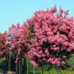 Νεκρός μοναχός στο Άγιο Όρος – Το όχημα του ανατράπηκε σε ορεινή περιοχή