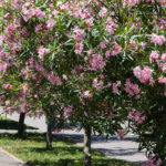 Αρκάς: Μια εικόνα… χίλιες λέξεις!