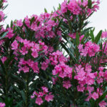 Φιλόζωοι καταγγέλλουν τον δήμο του Παλαιού Φαλήρου πως μετέφερε τα αδέσποτα από το προσωρινό καταφύγιο σε πανσιόν