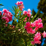 Δικαιωμένη δηλώνει η 36χρονη αστυνομικός για την αθώωσή της – Ισόβια και 80 έτη στον αστυνομικό της Βουλής