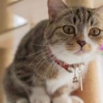 Συνεδριάζει την Τετάρτη το Υπουργικό υπό τον Κυριάκο Μητσοτάκη – Η ατζέντα