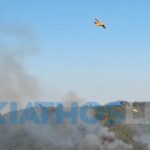 Κτηνωδία στη Χαλκιδική: Έριξαν φόλες και σκότωσαν 21 σκυλιά