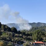 Κτηνωδία στη Χαλκιδική: Έριξαν φόλες και σκότωσαν 21 σκυλιά