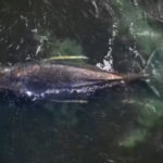 Ο Βανς μετέφερε σε διαμεσολαβητές ότι ο Τραμπ είναι έτοιμος για κατάπαυση του πυρός υπό όρους με το Ιράν – Συνεργάτες του προέδρου μιλούν για αυτοσχεδιασμό