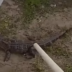 Τέλος εποχής για την κλασική βρετανική μαρμελάδα – Γιατί πρέπει να αλλάξει ονομασία