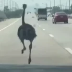 Ισραηλινή επίθεση με drone σκότωσε δημοσιογράφο του Al Jazeera στη Γάζα