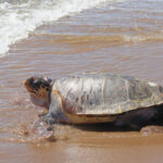 Νέοι δικηγόροι αλλάζουν το τοπίο: Πώς οι σπουδές Νομικής οδηγούν σε θεσμική συμμετοχή