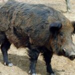 Μαχαιρωμένος στην καρδιά βρέθηκε άνδρας στα Χανιά – Νοσηλεύεται στη ΜΕΘ