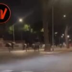Πολωνία: Επιστρέφει το λεωφορείο «τρόμος» – To viral «666» που πάει στο Χελ