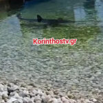 Κέρκυρα: Νεκρός Βρετανός σε τροχαίο με γουρούνα – Σοβαρά τραυματισμένος ο ανήλικος γιος του