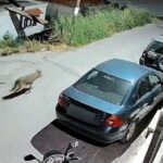 Χανταϊός: Με συμπτώματα ο Γάλλος επιβάτης του κρουαζιερόπλοιου που επαναπατρίστηκε Newsroom