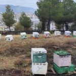 Λάρισα: Ποινή φυλάκισης σε 67χρονο για τη θανάτωση σκύλου – Συγκίνησε η κατάθεση της ιδιοκτήτριας