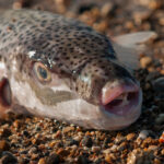 Άνω Λιόσια: Η μουσική στη διαπασών έβαλε χειροπέδες σε 19χρονο – Συνελήφθη για ηχορύπανση