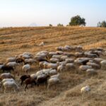 Ομόνοια: Τρεις συλλήψεις μετά από πώληση κάνναβης σε περίπτερο