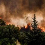 Λουτράκι: Λαγοκέφαλος επιτέθηκε σε δύο λουόμενους και τους έστειλε στο νοσοκομείο