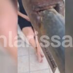 Ηράκλειο: Στη φυλακή διευθυντής σχολείου για σεξουαλική κακοποίηση μαθήτριας