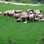 Λουτράκι: Σορός άνδρα εντοπίστηκε να επιπλέει στη θάλασσα – Εξετάζεται αν ανήκει σε 38χρονο αγνοούμενο Ουκρανό