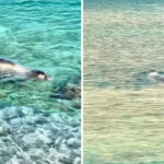 Φωτιά τώρα στο Καλαπόδι: Ήχησε το 112 – Επιχειρούν και 11 εναέρια μέσα
