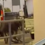 Στέλιος Κυμπουρόπουλος: Στο νοσοκομείο μετά από πτώση από το αμαξίδιό του ο πρώην Ευρωβουλευτής
