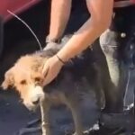 Τραγωδία στη Σίφνο: Στο «μικροσκόπιο» σοβαρό περιστατικό με το ίδιο ελικόπτερο τον Ιούνιο