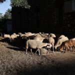 Δύο 16χρονες κάλεσαν το 112 στο Πήλιο – Κατήγγειλαν ότι δέχθηκαν επίθεση από τους ανάδοχους γονείς τους