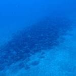 Πολύ υψηλός κίνδυνος πυρκαγιάς σε Αττική και Εύβοια: Ποιες περιοχές είναι σε Red Code