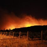 Θεσσαλονίκη: Εισαγγελική παρέμβαση για τις χελώνες με τα βαμμένα καβούκια