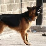 Τραγωδία στον Πύργο: 70χρονος εντοπίστηκε νεκρός στο πηγάδι του σπιτιού του