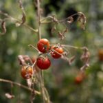 Πίνετε καυτό καφέ ή τσάι; Πότε γίνονται επικίνδυνα – Η θερμοκρασία που συνδέεται με τριπλάσιο κίνδυνο καρκίνου Αναστασία Σταματιάδου