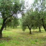 Ανήλικος μαχαίρωσε συνομήλικό του στη Πάτρα μπροστά σε περαστικούς και παιδιά